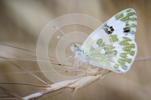 Butterfly on leaves and greenish white