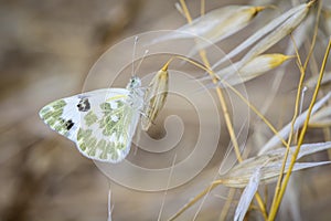 Butterfly on leaves and greenish white