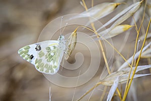 Butterfly on leaves and greenish white photo