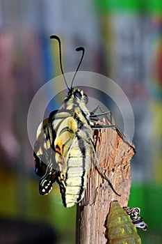 Butterfly leaving the pupa