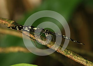 Butterfly lemon swallowtail - papilio demoleus