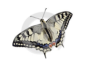 Butterfly lepidoptera photo