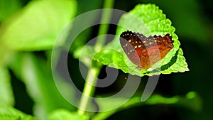 Butterfly (lepidoptera) on green leaf in aviary