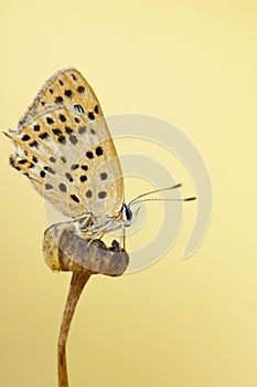 Butterfly photo