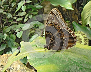 Butterfly lepidoptera is sitting on big bright leaf. It is relaxing. It has big decorative circles on wings and very long feelers