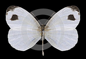 Butterfly Leptosia nina