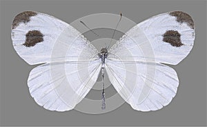 Butterfly Leptosia nina photo
