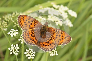 Butterfly lesser marbled fritillary sitting on the grass. Brenthis ino