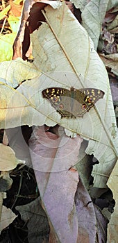 Butterfly on the leve