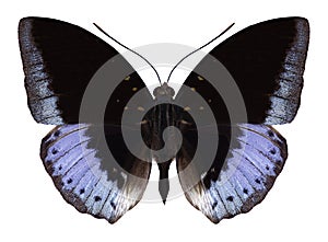 Butterfly Lexias pardalis photo