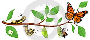 Butterfly life cycle. Cartoon caterpillar insects metamorphosis, eggs, larva, pupa, imago stages vector illustration photo