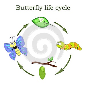 Butterfly life cycle in a cartoon style. Vector illustration.
