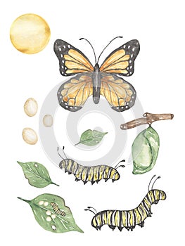Butterfly Life Cycle Clipart, Watercolor insect Life Cycle Poster, caterpillar, monarch butterfly homeschool card, Learning game,
