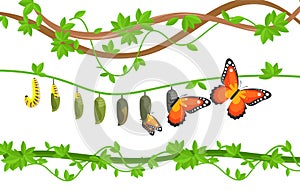 Butterfly life cycle colorful flat vector illustration