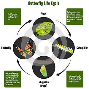 Butterfly Life Cycle Diagram photo