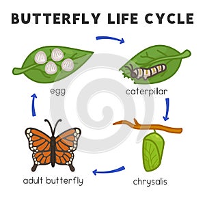 Butterfly life cycle diagram chart in science subject kawaii doodle vector