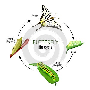 Butterfly life cycle from eggs and Larva caterpillar to Pupa chrysalis and Imago photo