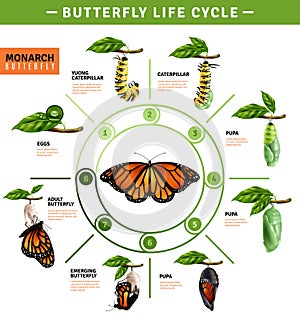 Butterfly Life Cycle Infographics