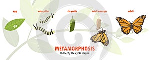 Butterfly life cycle metamorphosis