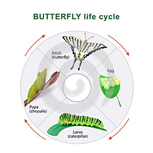 Butterfly life cycle. Metamorphosis. photo