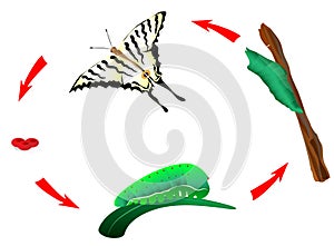 Butterfly life cycle. Metamorphosis. vector photo