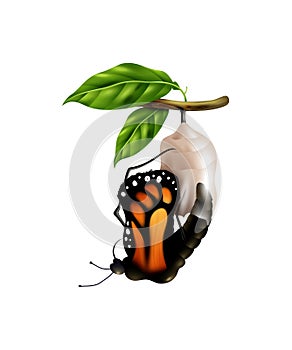 Butterfly Life Cycle Stage