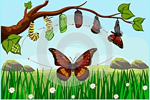 Butterfly life cycle transforma through Egg, Caterpillar, Pupa, Butterfly. Marvelous metamorphosis