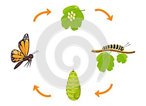 Butterfly life cycle. Transformation of caterpillar from cocoon. Vector illustration of insect metamorphosis infographic