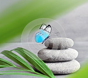 Butterfly, light and balanced stones. Palm leaf. Zen and spa concept.