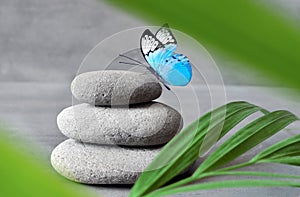 Butterfly, Light and Balanced Stones. Palm Leaf. Zen and Spa Concept.