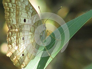 butterfly in light brown colors with black spots perched on the grass.