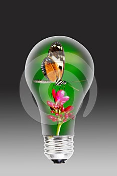 Butterfly in light bulb