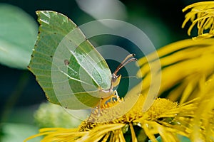 A butterfly with light green wings sits on a yellow flower and drinks nectar in the garden