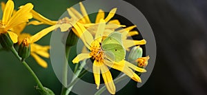 Butterfly on a ligularia flower.