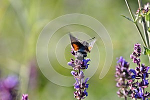 butterfly like Hummingbird, Northern Hummingbird photo