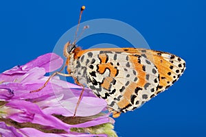 Butterfly on lilac flower