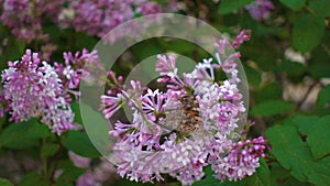 Butterfly on lilac flower, movie