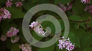 Butterfly on lilac flower, movie