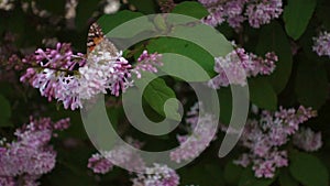 Butterfly on lilac flower, movie