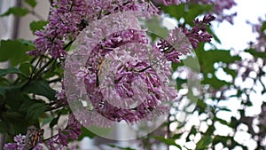 Butterfly on lilac flower, movie