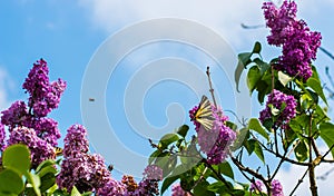 Butterfly on lilac Flowers