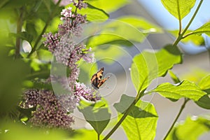 Butterfly at lilac petals at sunny day