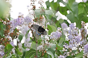 Butterfly On Lilacs