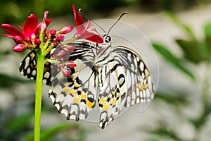 Butterfly (The Lime Butterfly)