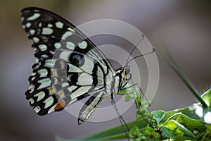 Butterfly, Lime Butterfly - Catopsilia pyranthe