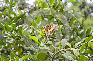 Butterfly Among Lime Leaves