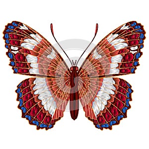 Butterfly Limenitis camilla   beautiful meadow  insect polygons  vector illustration editable hand draw