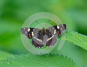 Butterfly limenitis camilla in nature photo