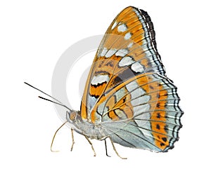 Butterfly (Limenitis populi ussuriensis)