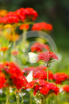 Butterfly Limonite, common brimstone, Gonepteryx rhamni on the Lychnis chalcedonica blooming plant outdoors photo